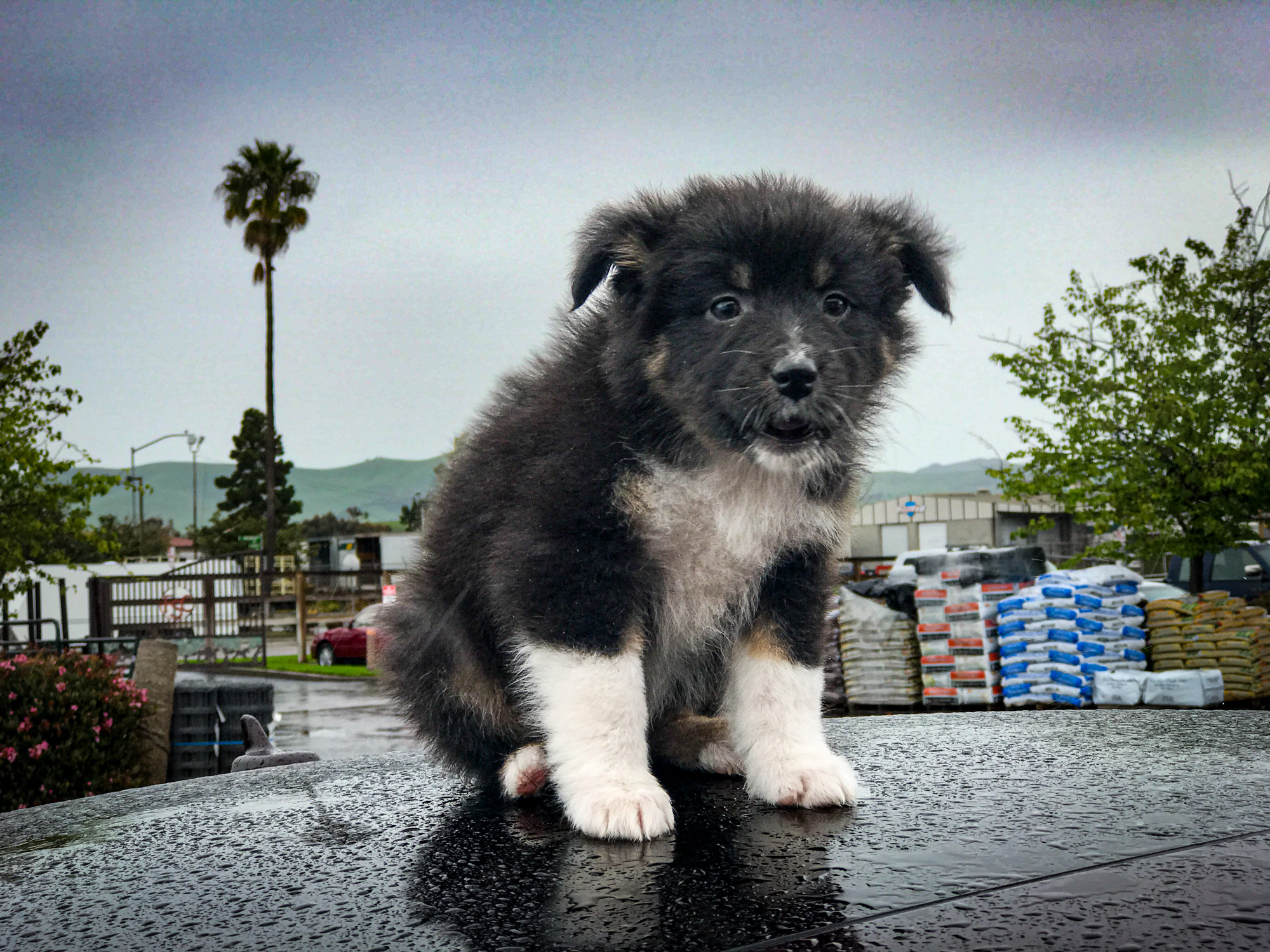 Mieko